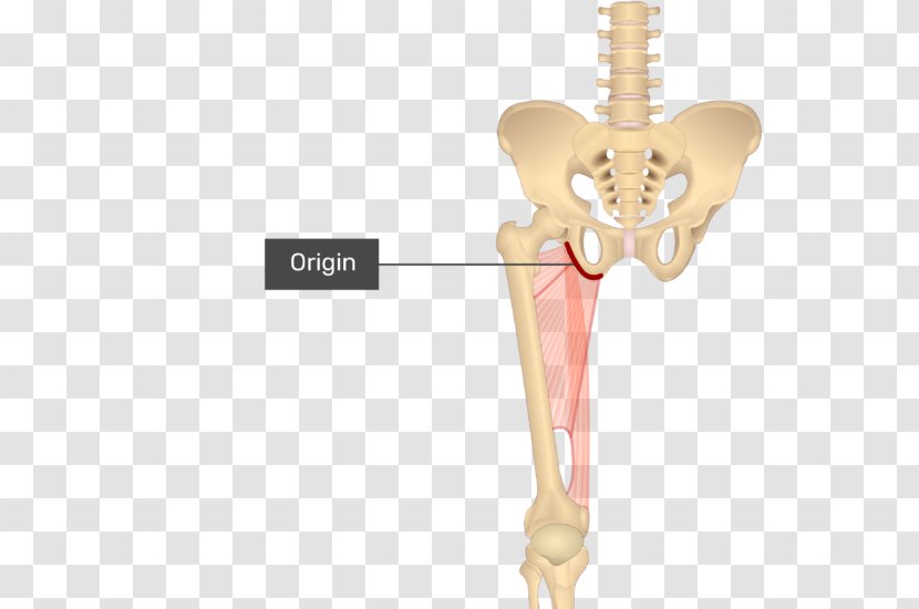 Pectineus Muscle Anatomy Gracilis Human Body - Silhouette Transparent PNG