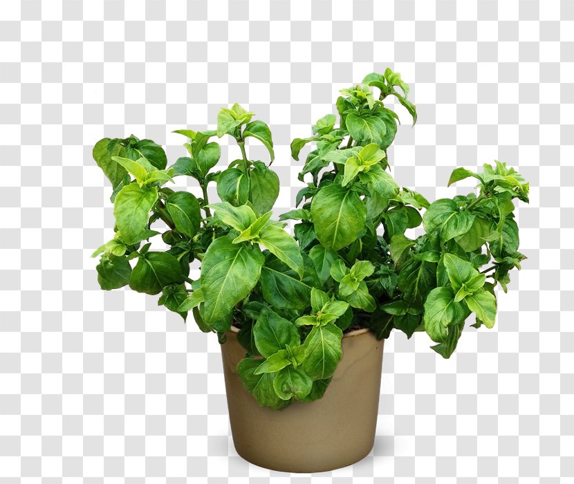 Herb Rungia Klossii Plant Spice - Herbals Transparent PNG