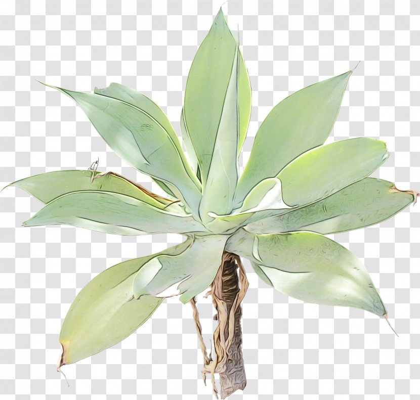Aloe Vera - Tequila - Perennial Plant Houseplant Transparent PNG