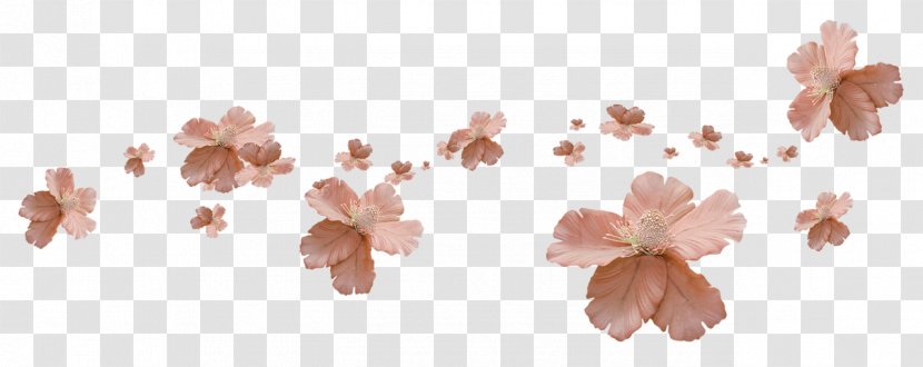 Cut Flowers Petal Leaf - Frame - Flower Transparent PNG