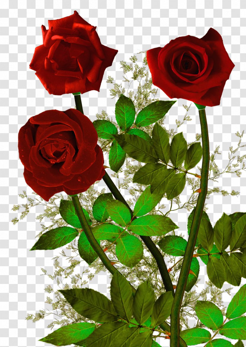 Garden Roses Quotation Proverb Love Good - Red - Wisteria Floribunda Transparent PNG