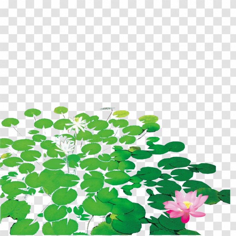 Nelumbo Nucifera - Drawing - Lotus Pond Transparent PNG