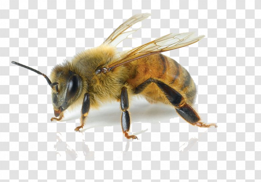 European Dark Bee Carniolan Honey Italian Pest Control - Arthropod Transparent PNG
