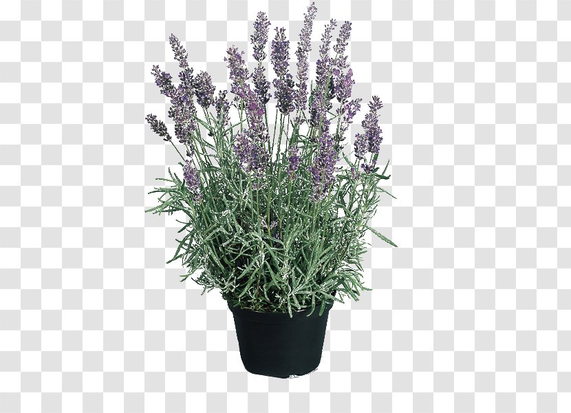 English Lavender Hidcote Manor Garden Perennial Plant Seed Flower Transparent PNG
