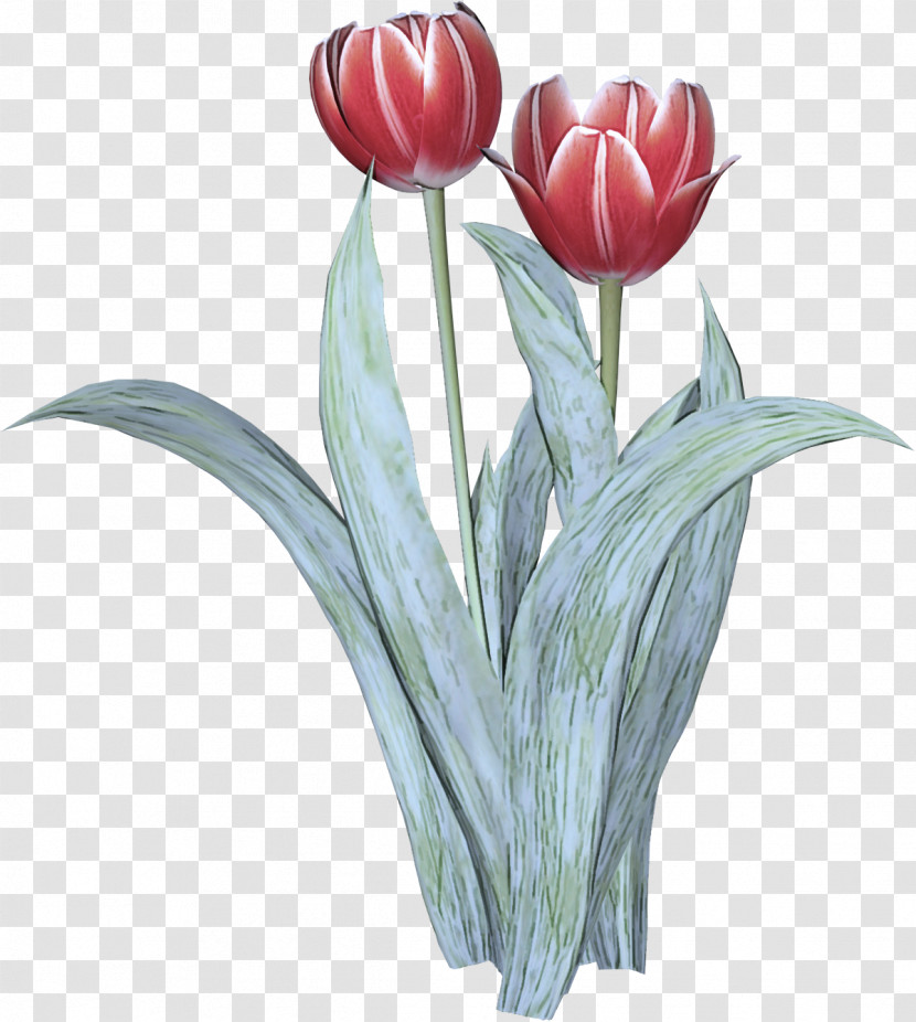 Flower Tulip Plant Cut Flowers Petal Transparent PNG