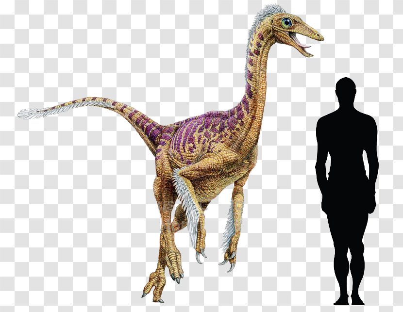 Dromiceiomimus Dinosaur Late Cretaceous Velociraptor - Ornithomimosauria Transparent PNG