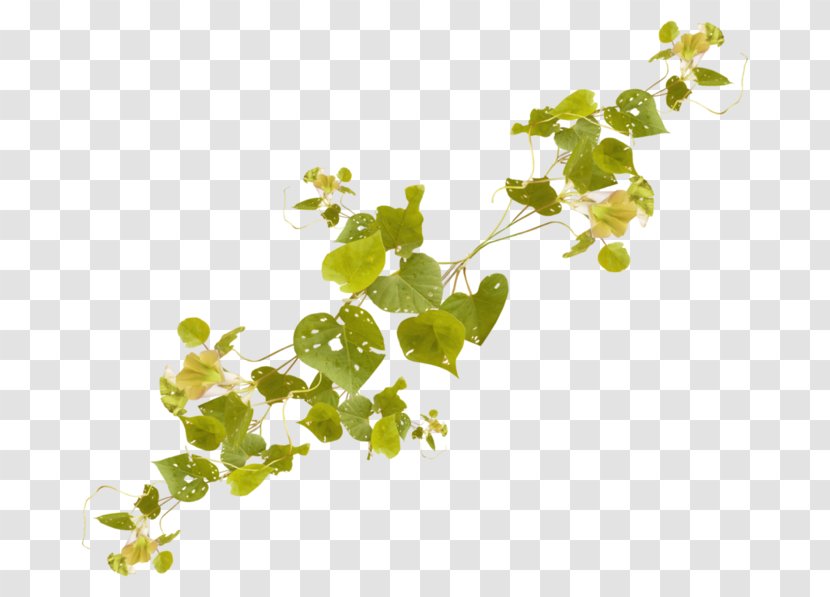 Plant Vine Download Tree - Herbalism Transparent PNG