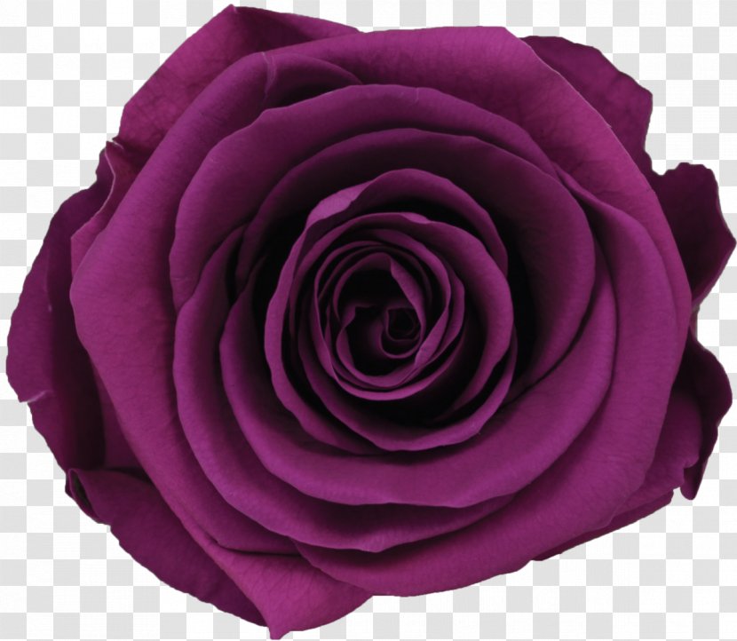 Garden Roses Cabbage Rose Cut Flowers - Flower - Mint Julep Transparent PNG