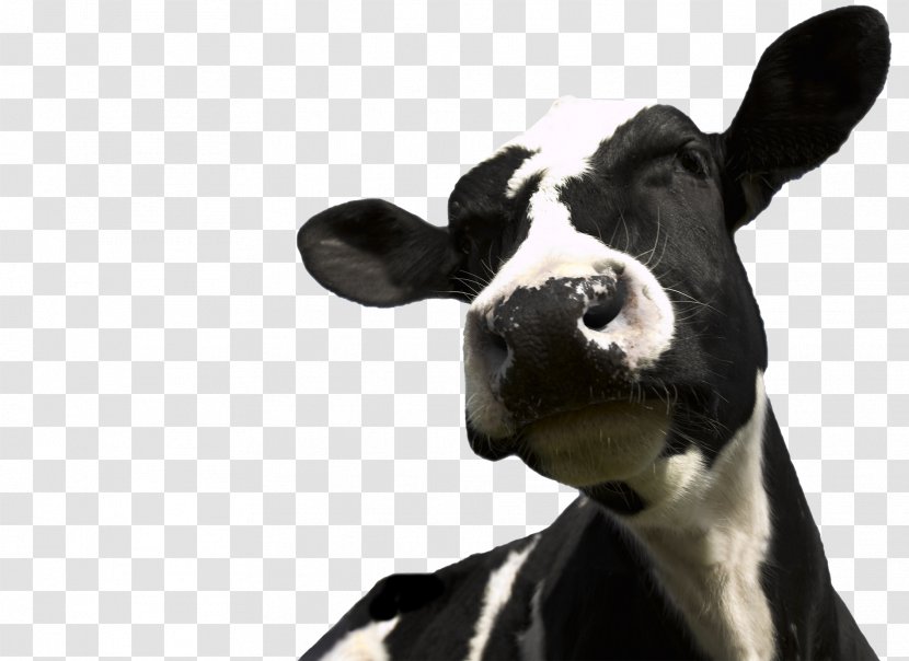 Cattle Milk Dairy - Idea - Design Transparent PNG
