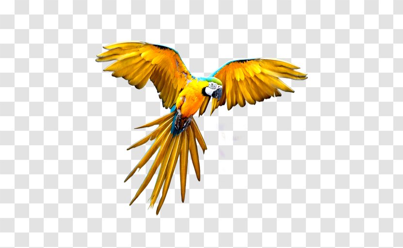 Parrot Budgerigar Flight - Scarlet Macaw Transparent PNG