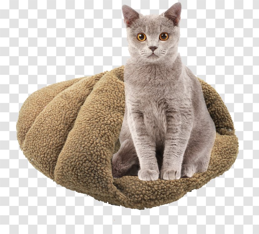 Cat Kitten Dog Nightstand Bed - Australian Mist - Sleeping Bag Transparent PNG