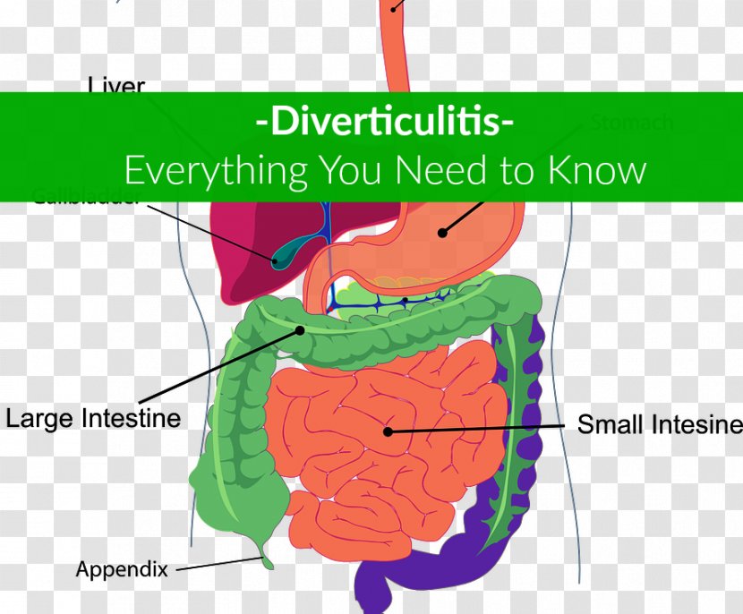 Human Digestive System Digestion Gastrointestinal Tract Body Clip Art - Heart - Diverticulosis Transparent PNG