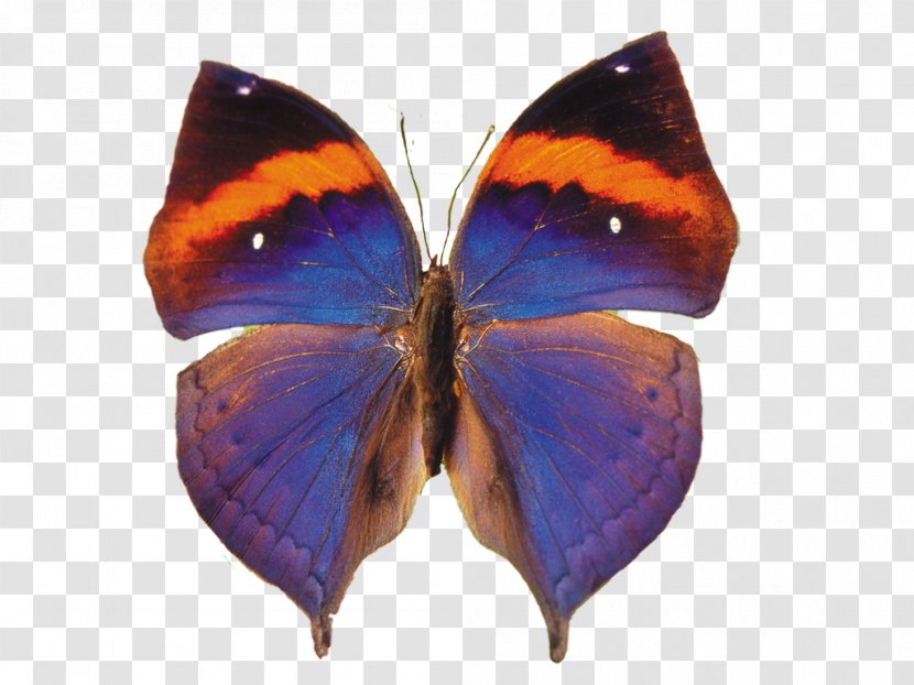 Butterflies And Moths Animaatio Computer Animation - Insect Transparent PNG