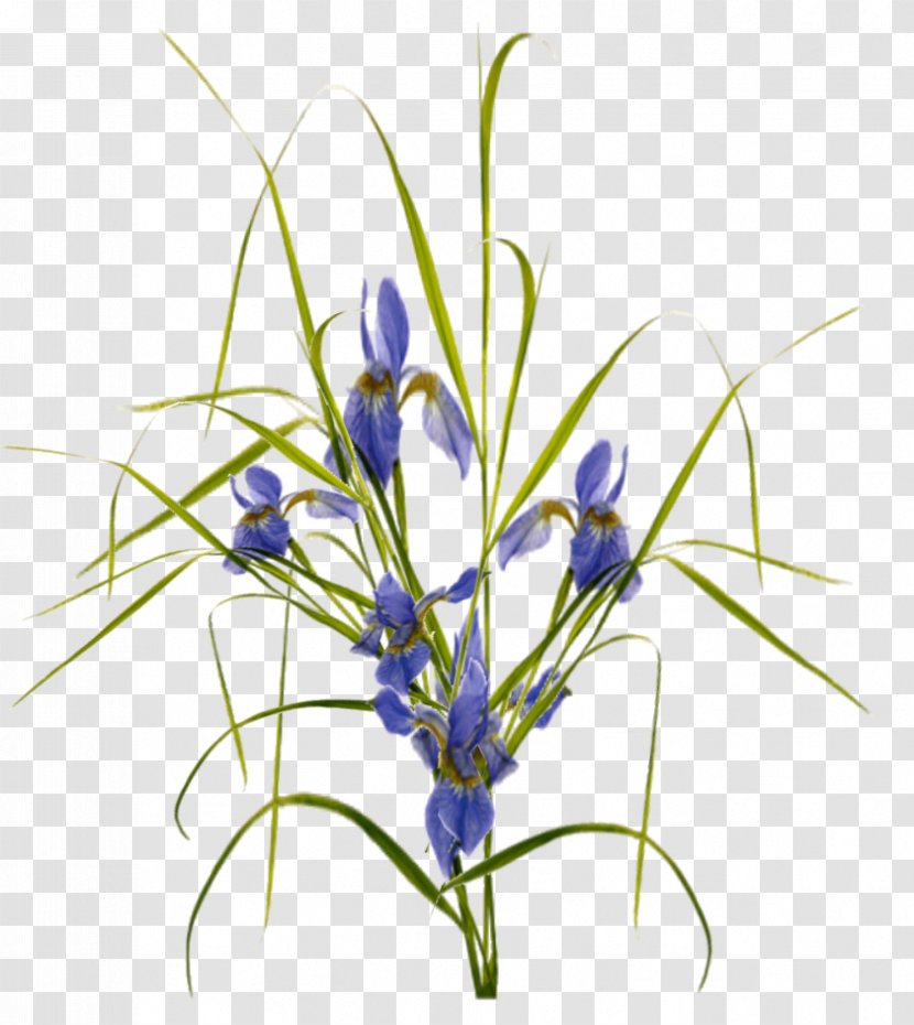 Plant Flower Information - Grass Family - Hanging Transparent PNG