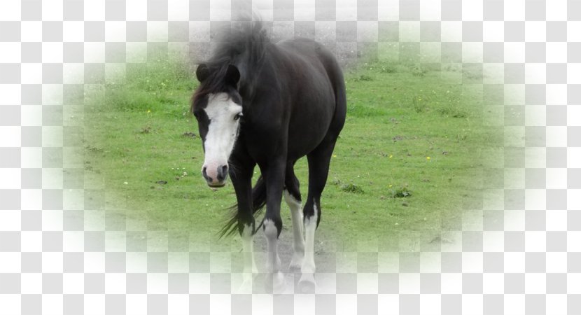 Foal Mustang Stallion Mane Overo - Livestock Transparent PNG