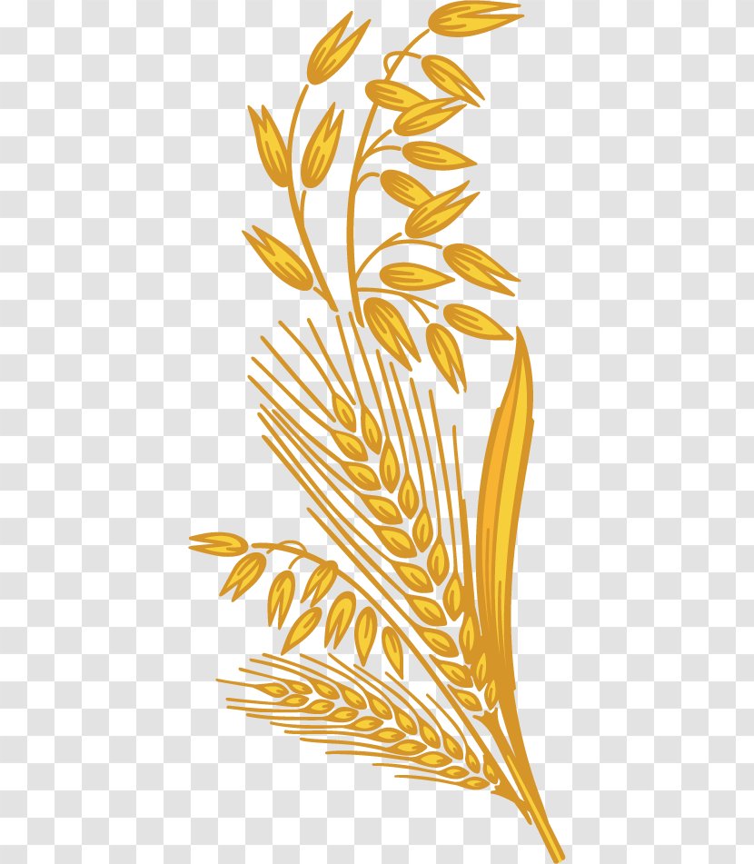 Whole Grain Cereal Harvest - Germ - Wheat Transparent PNG