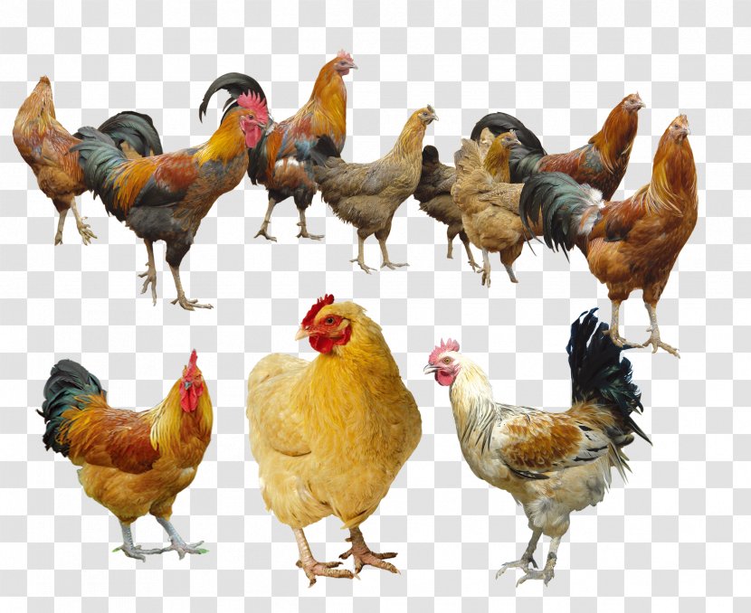Ayam Cemani Houdan Chicken Appenzeller Spitzhauben White-faced Black Spanish - Fowl - Free Chickens To Pull HD Transparent PNG