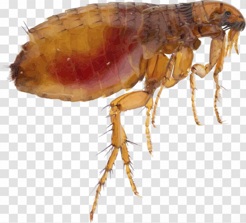 Cat Flea Allergy Dermatitis Dog Animal Bite - Cockroach Transparent PNG