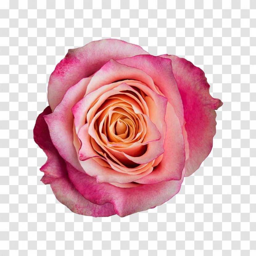 Garden Roses Cabbage Rose Floribunda Cut Flowers Pink - Plant - Lois Lane Transparent PNG