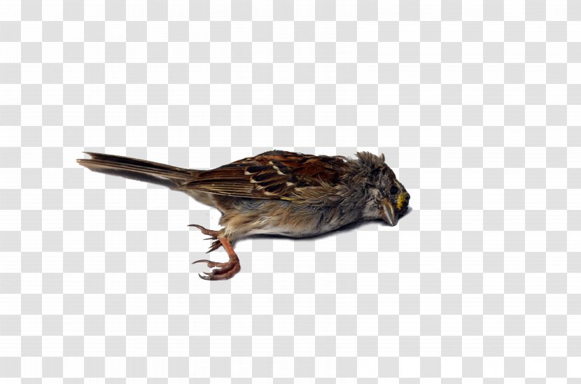 Wren Bird Sparrow Beak Blue Jay Transparent PNG