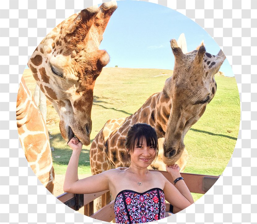 San Diego Zoo Safari Park Giraffe Travel - Snout Transparent PNG