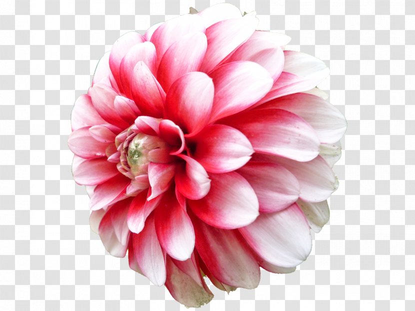 Dahlia Clip Art - Peach - Picture Transparent PNG