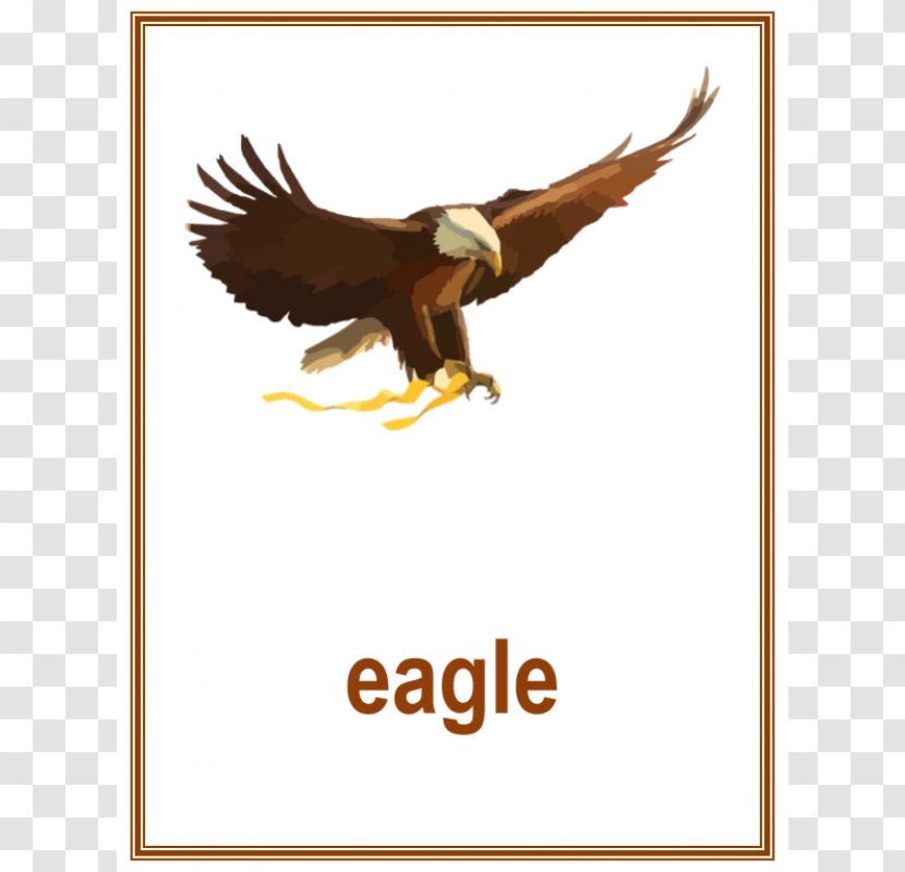 Bald Eagle Bird United States Of America Clip Art - Flag - English Poster Transparent PNG