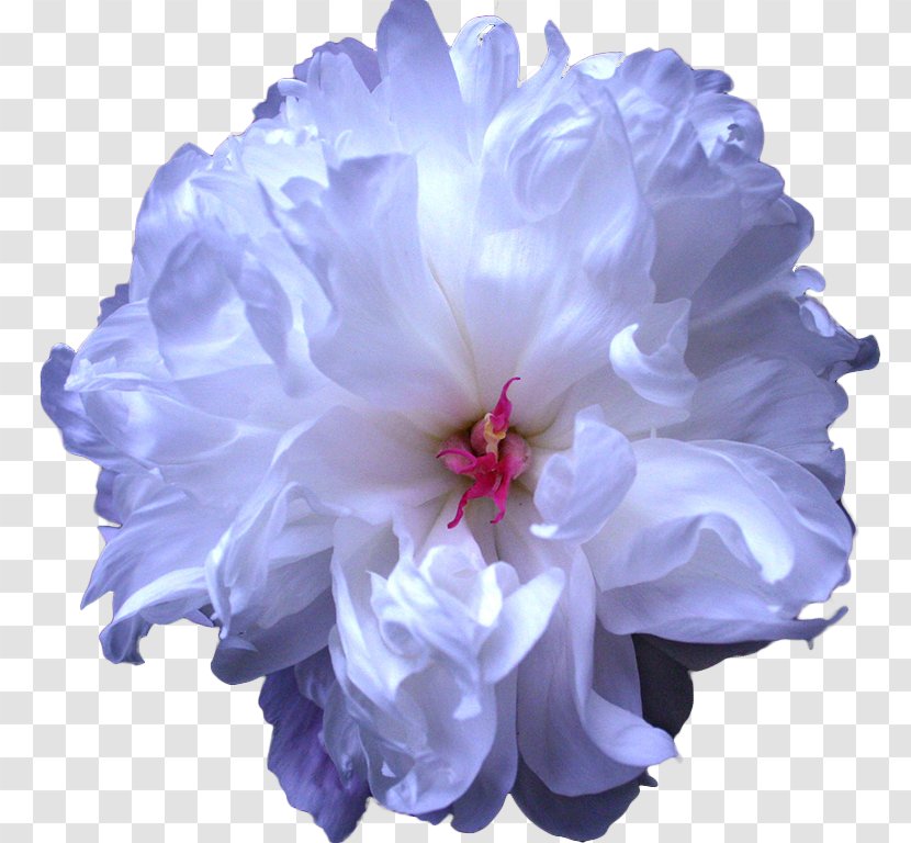 Peony Cut Flowers Blue Flower Bouquet - Symbol Transparent PNG