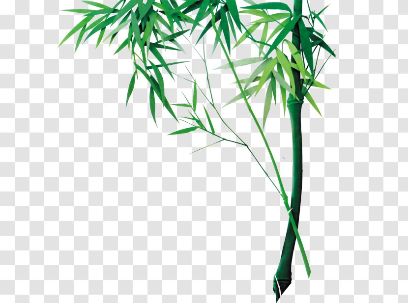 Bamboo Bamboe - Grass - Chinese Wind Transparent PNG