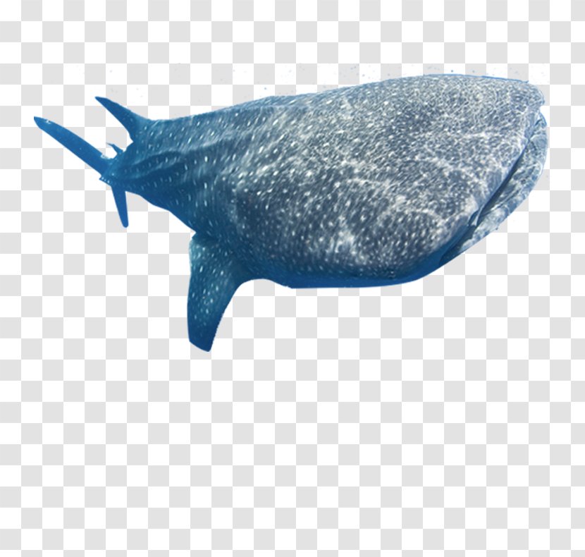 Whale Shark Marine Mammal Fish - Cetacea Transparent PNG