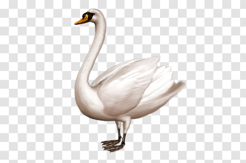 Mute Swan Clip Art - Cygnini - Cisne Transparent PNG