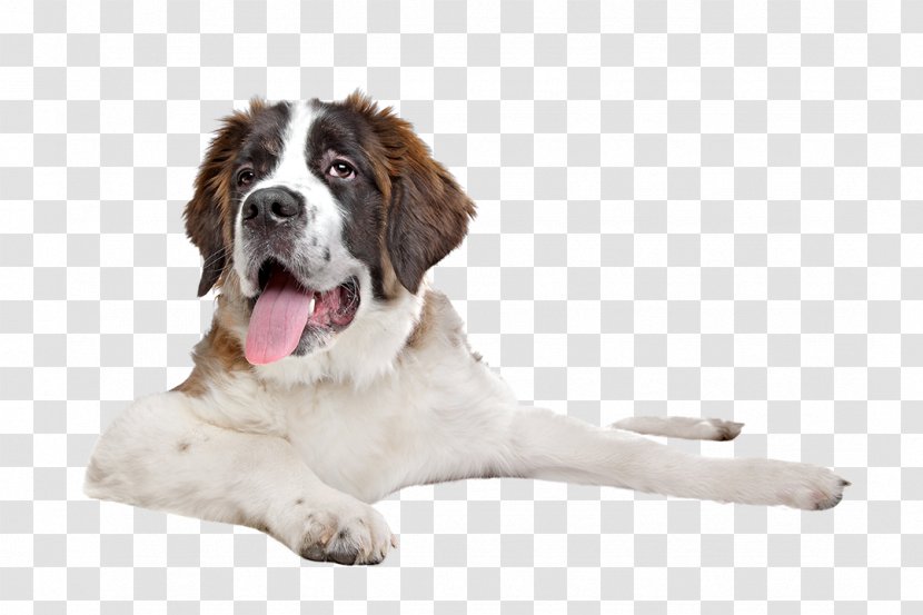St. Bernard Puppy Great Dane English Mastiff Stock Photography Transparent PNG
