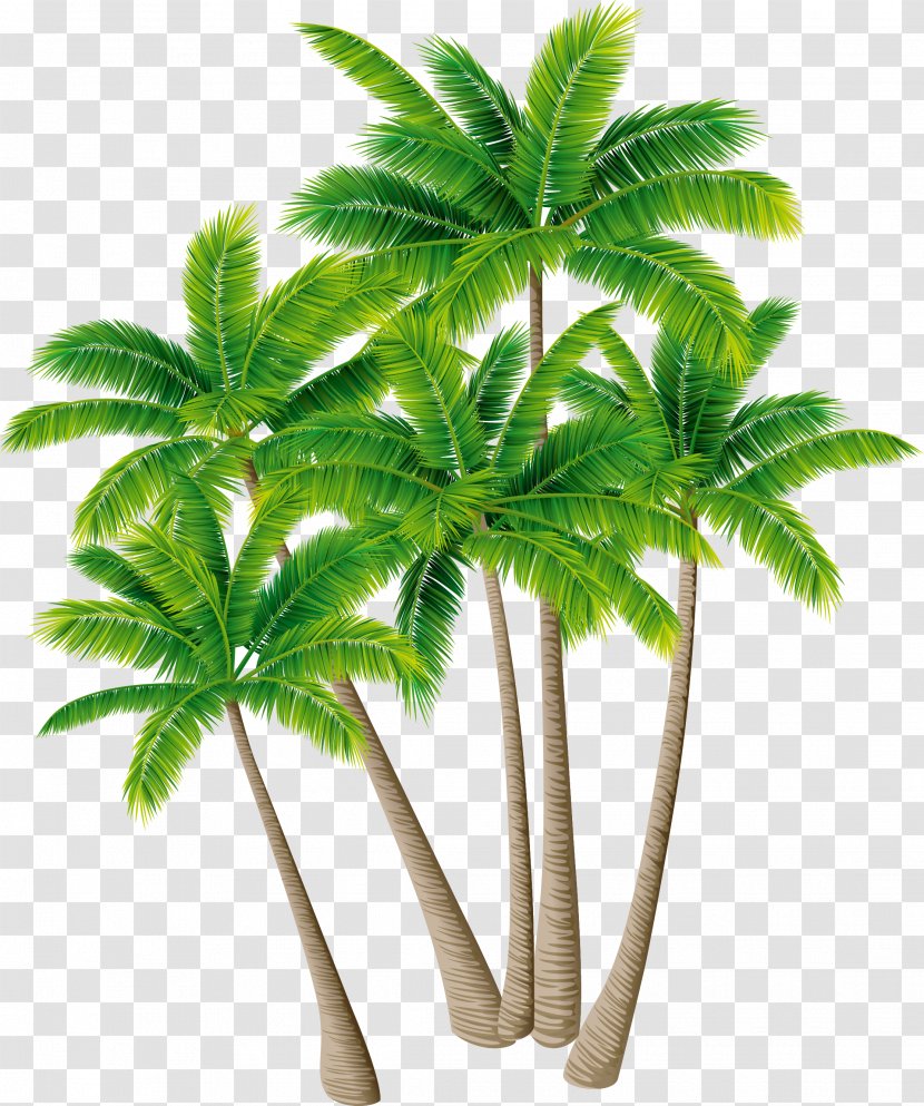Coconut Tree Arecaceae Download - Leaf - Vector Material Green Plants Transparent PNG