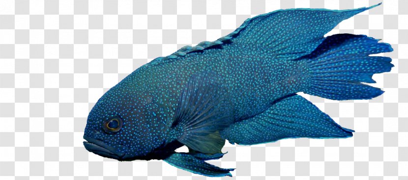 Fish Paraplesiops Bleekeri Blue-green Chromis Anthiadinae Aquarium - Organism - Coral Beauty Angelfish Saltwater Transparent PNG