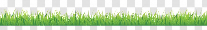 Wheatgrass Leaf Plant Stem Line - Green Lines Transparent PNG