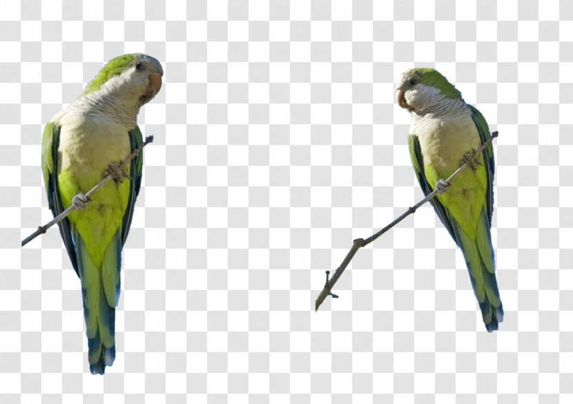 Budgerigar Lovebird Parakeet Macaw Art - Wing - Bird Transparent PNG