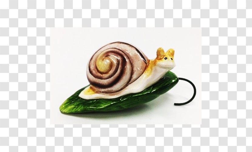 Sea Snail Escargot - Molluscs Transparent PNG