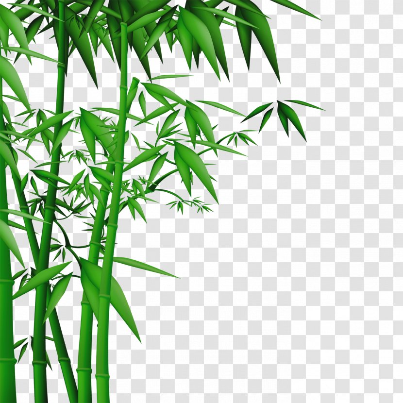 Bamboo Wall Wallpaper - Tree Transparent PNG