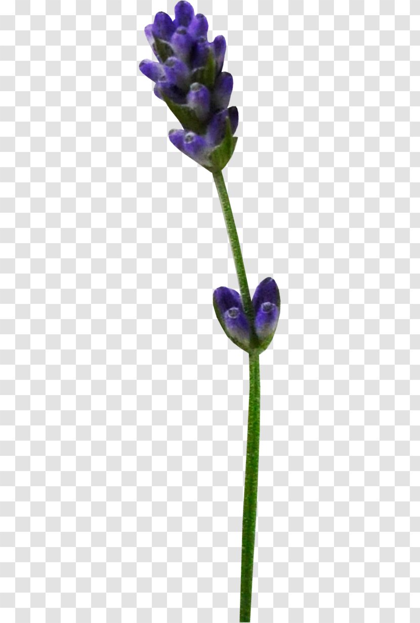 Lavender Violet Clip Art - Plant Transparent PNG