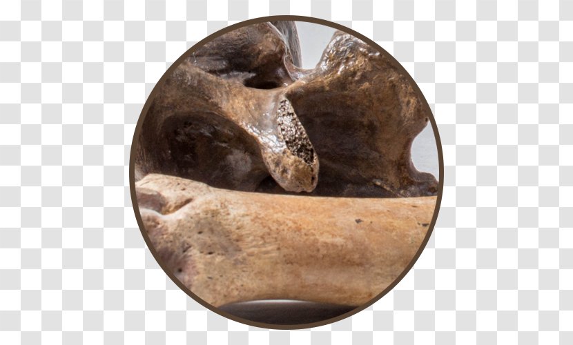 Artifact Fossil Shark Tooth Mammoth Ammonites - Fossils Transparent PNG