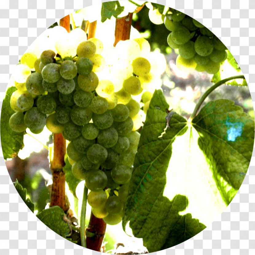 Grape Albariño Alicante Bouschet Wine Tempranillo - Portuguese Transparent PNG