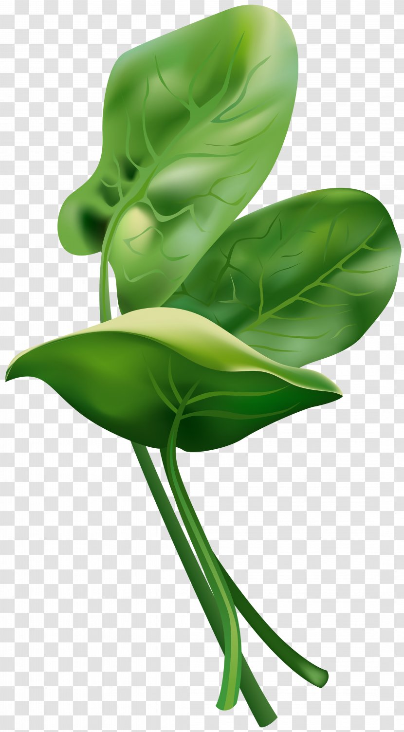Spinach Clip Art - Organism - Leaf Vegetable Transparent PNG