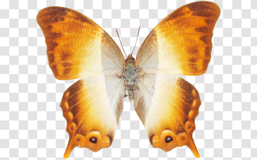 Nymphalidae Pieridae Lycaenidae Bombycidae Butterfly Transparent PNG