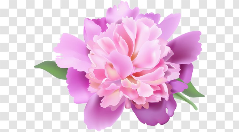 Peony Clip Art - Cut Flowers Transparent PNG