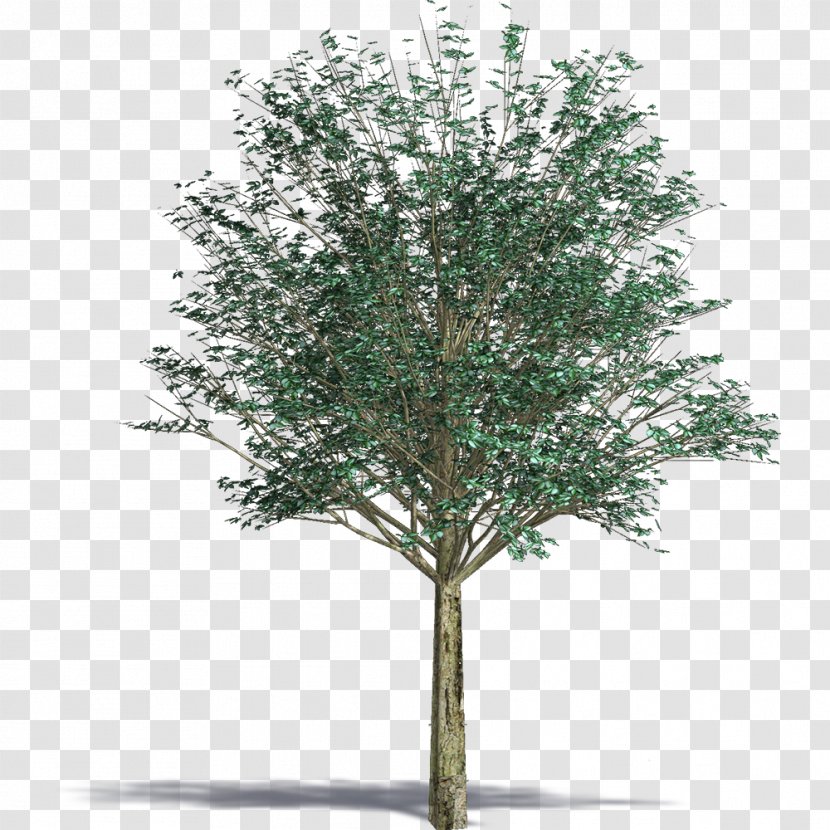 Architecture Birch Tree - Branch Transparent PNG
