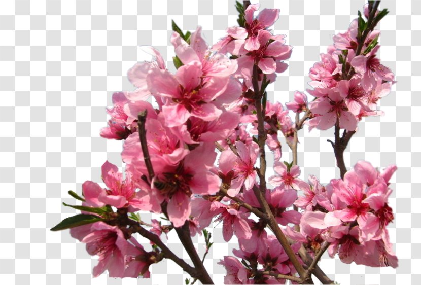 Cherry Blossom Prunus ST.AU.150 MIN.V.UNC.NR AD Cherries - Flowering Trees Transparent PNG