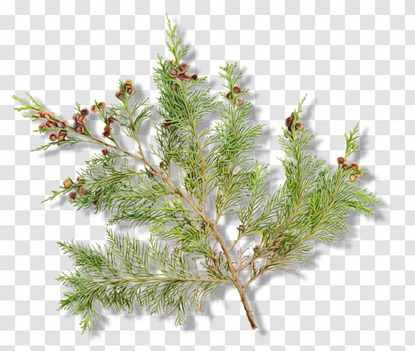 Yellow Fir White Pine Jack Red Larix Lyalliisubalpine Larch - Paint - Tree Shortleaf Black Spruce Transparent PNG