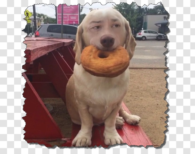 Hot Dog Food Bagel - Companion Transparent PNG