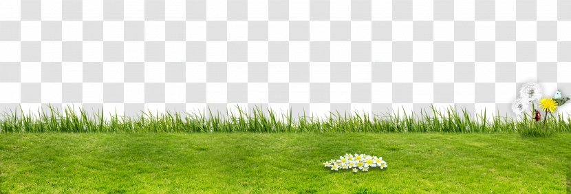 Artificial Turf Grassland Flora Ecosystem Lawn - Pasture - Green Field Transparent PNG