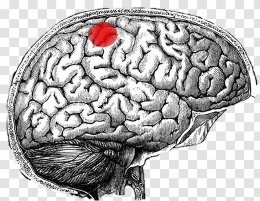 Human Anatomy Brain Mind - Heart - Sanggehua Transparent PNG